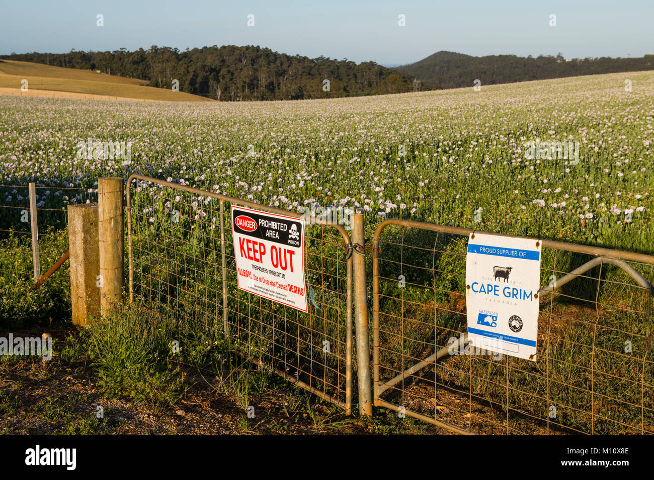 Legal opium poppy farming in Tasmania, Australia provides