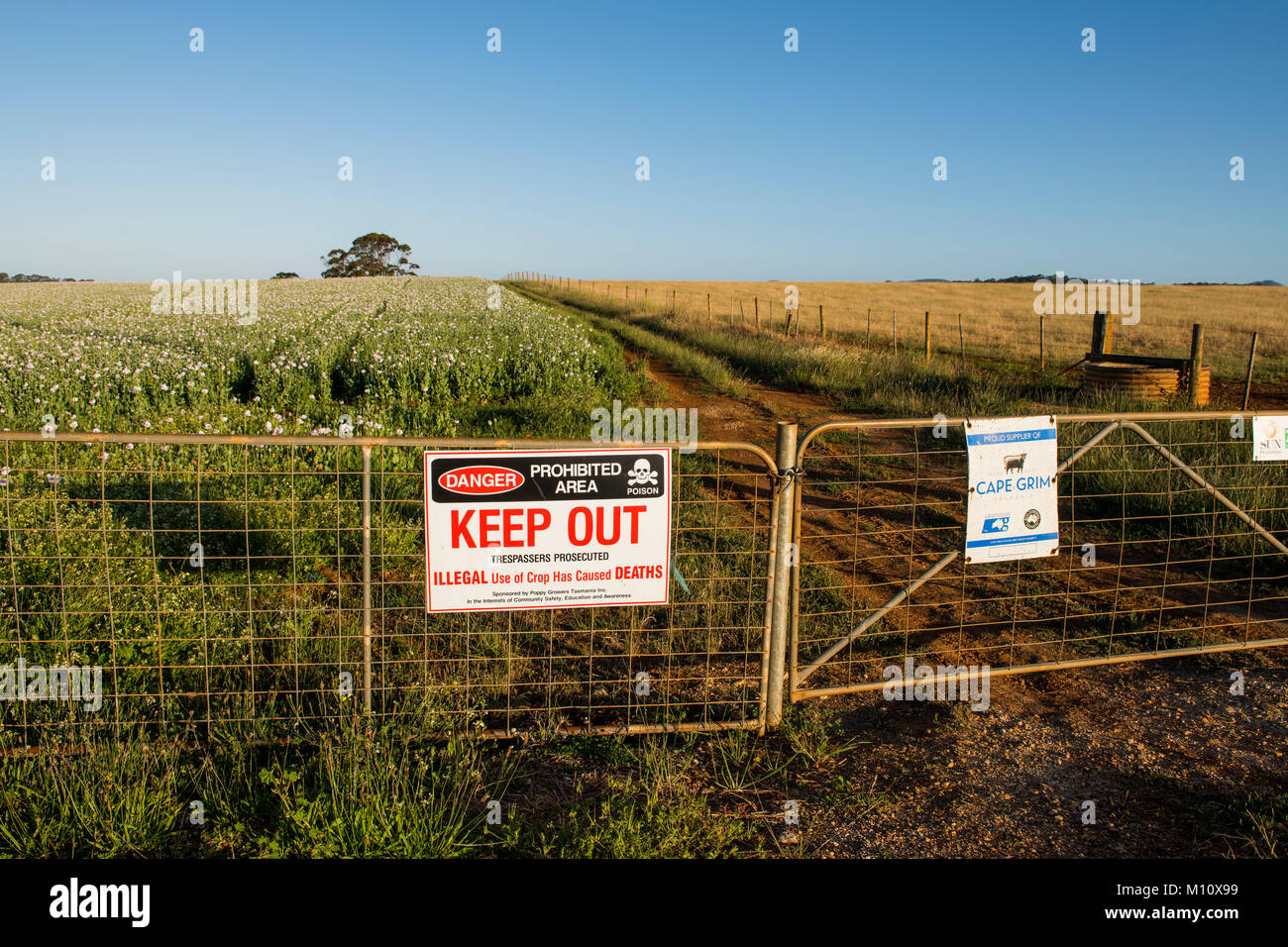 Legal opium poppy farming in Tasmania, Australia provides