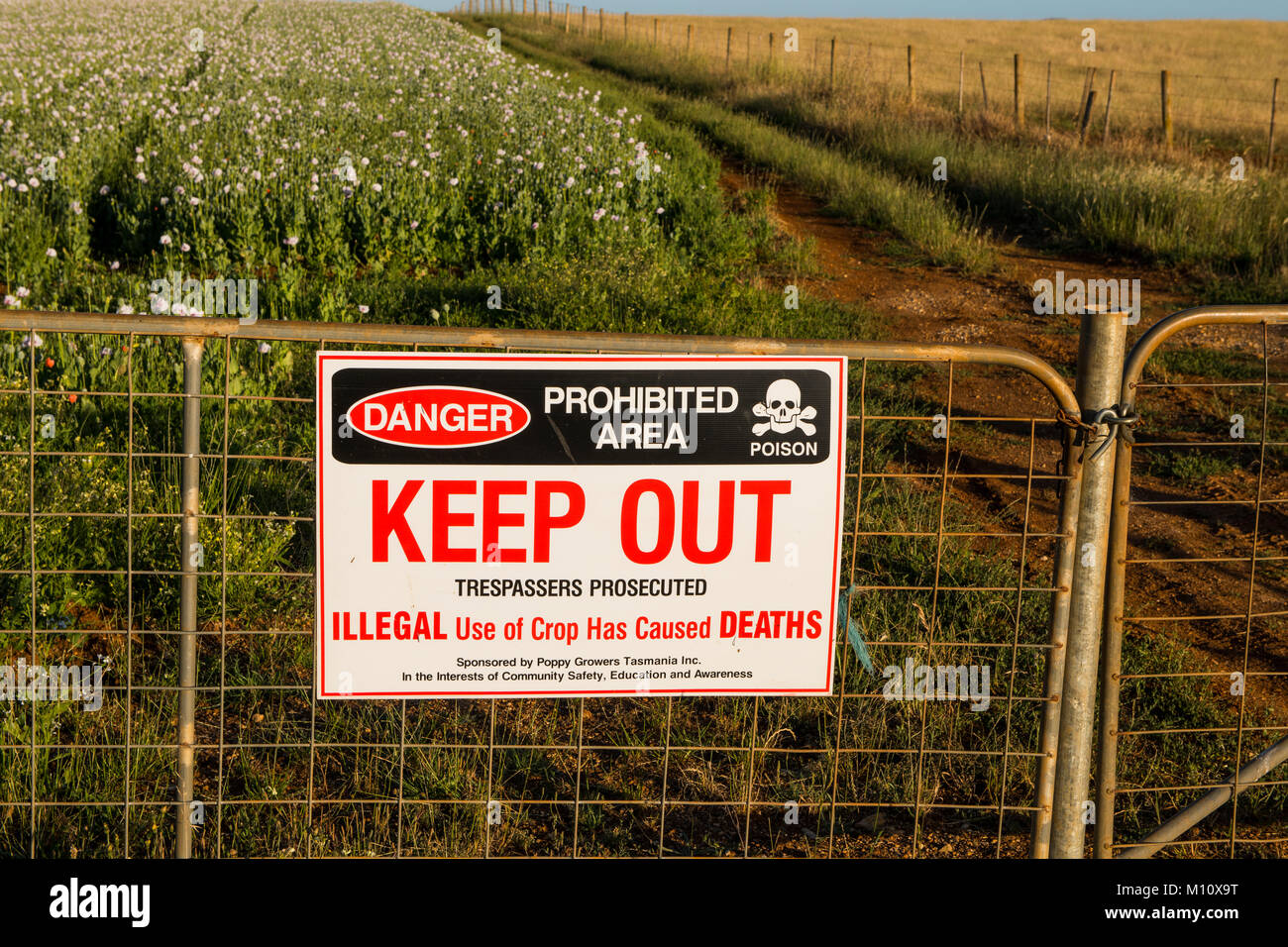 Legal opium poppy farming in Tasmania, Australia provides