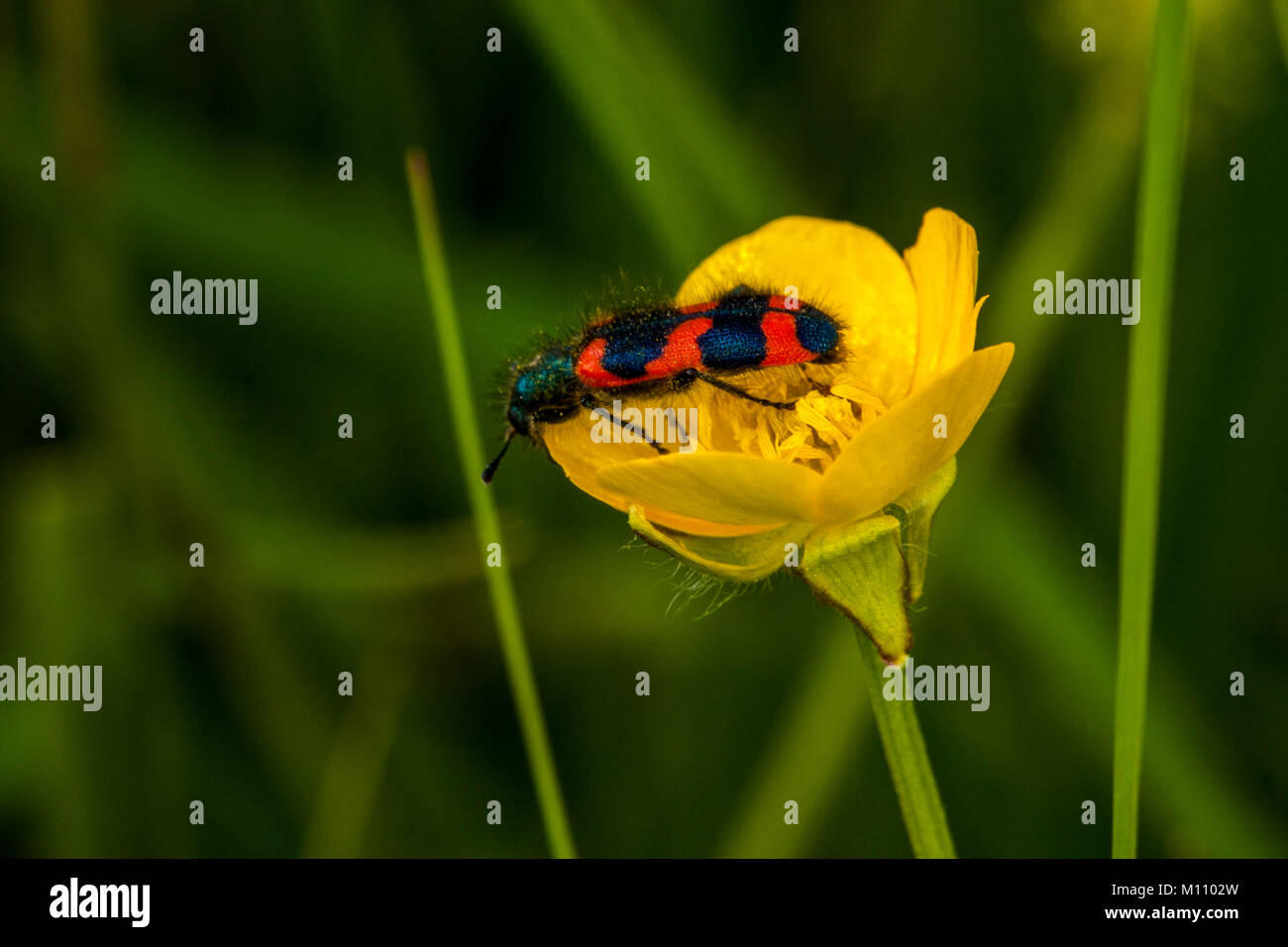 bug on the flower Stock Photo