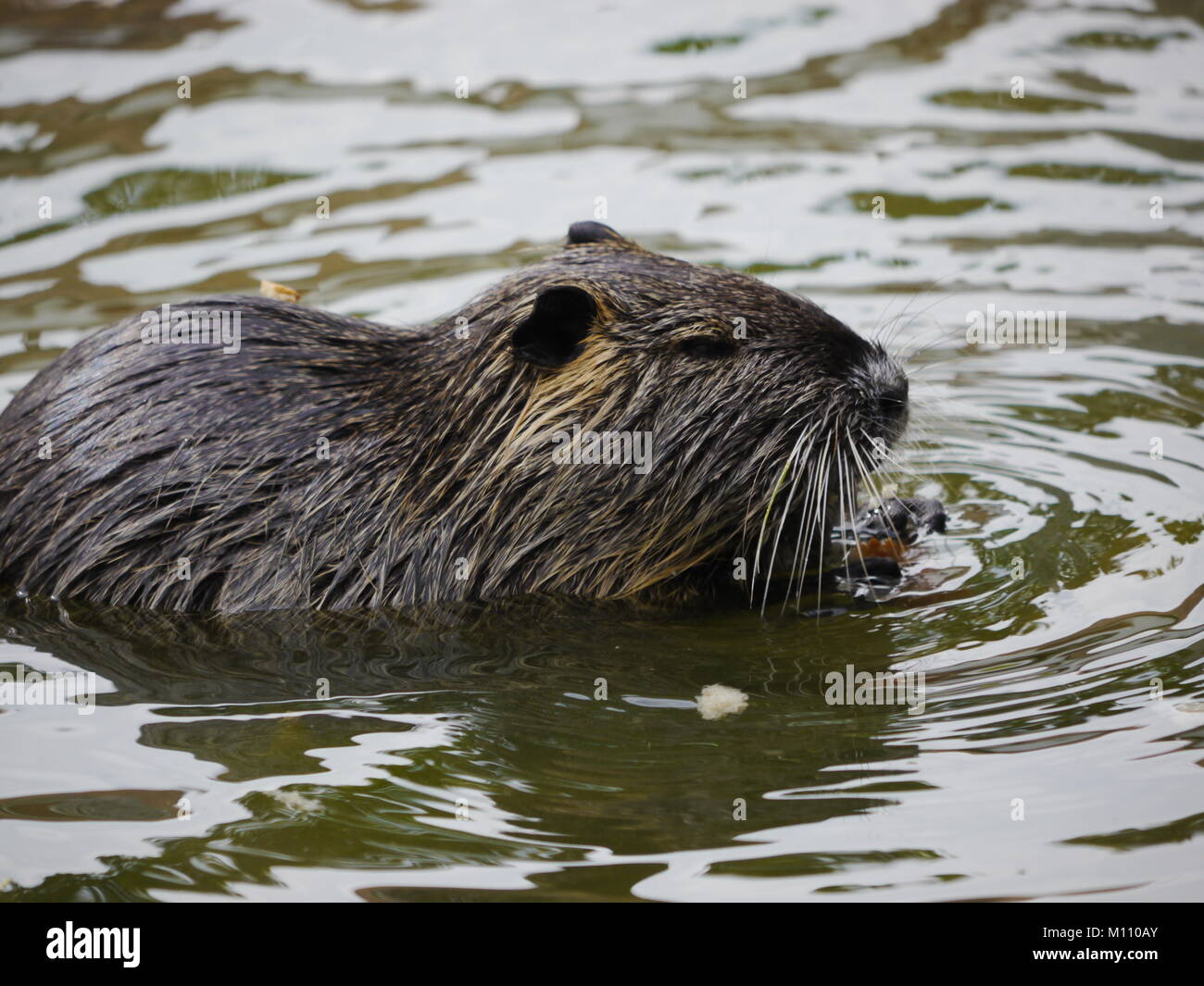 beaver swimming lake Stock Photo Alamy