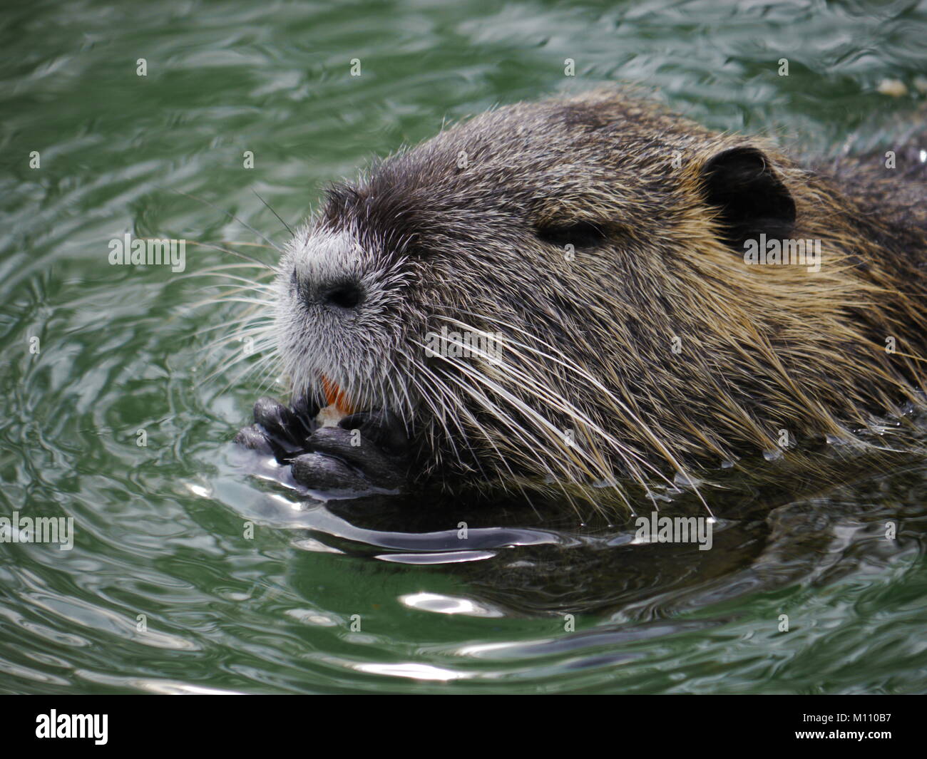 beaver swimming lake Stock Photo - Alamy