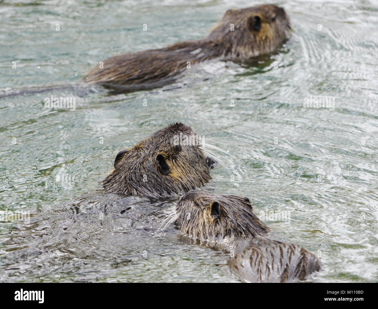 beaver swimming lake Stock Photo Alamy