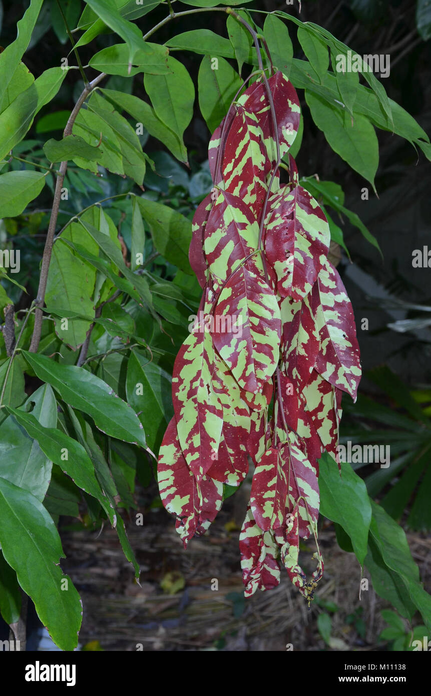 Browneopsis ucayalina. Brownea ucayalina. Handkerchief tree. Flowering legume. Browneopsis Stock Photo