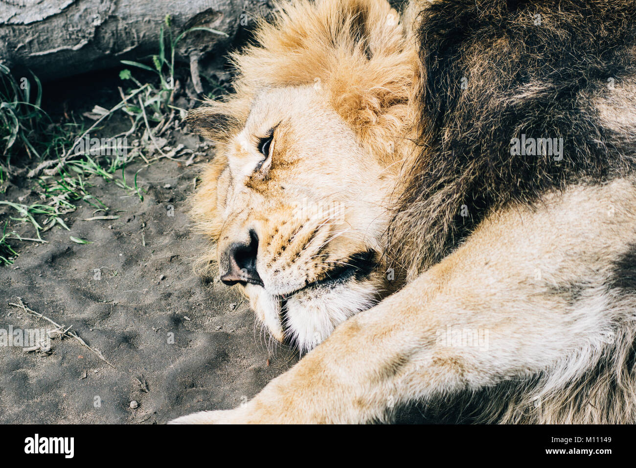 Lion sleeping closeup portrait Stock Photo