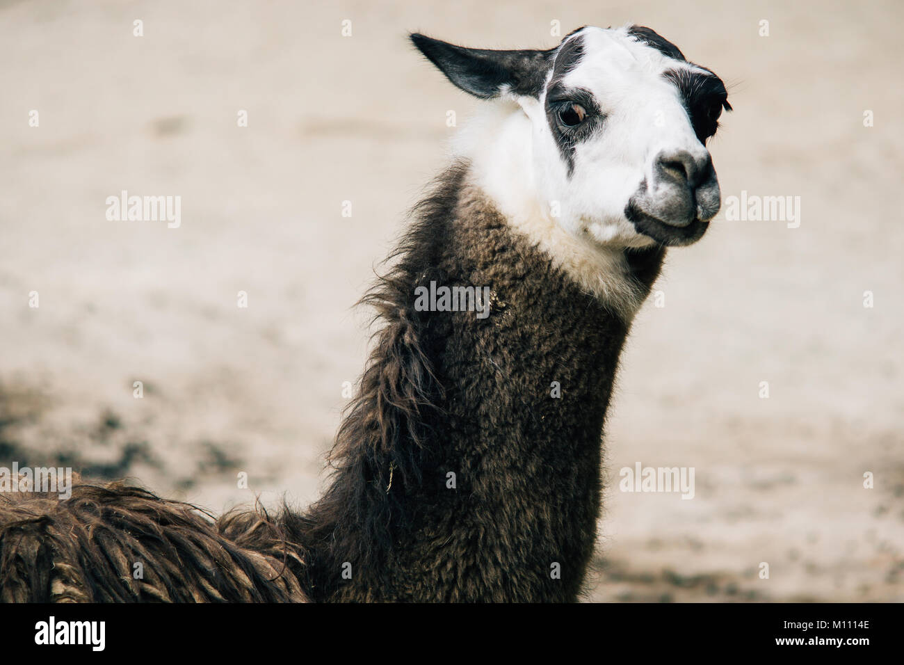 Brown and white patched llama closeup portrait Stock Photo