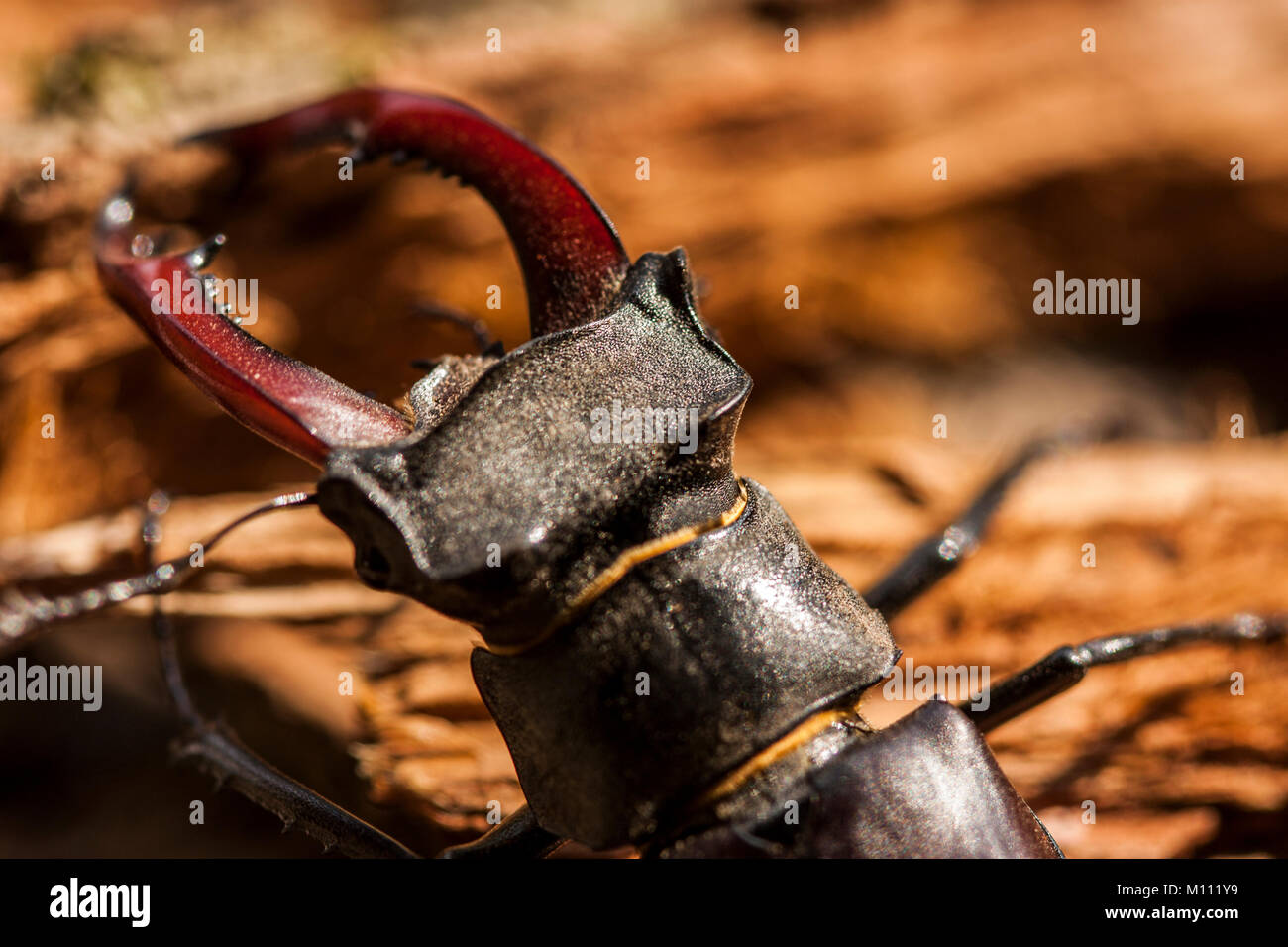 stag beetle Stock Photo