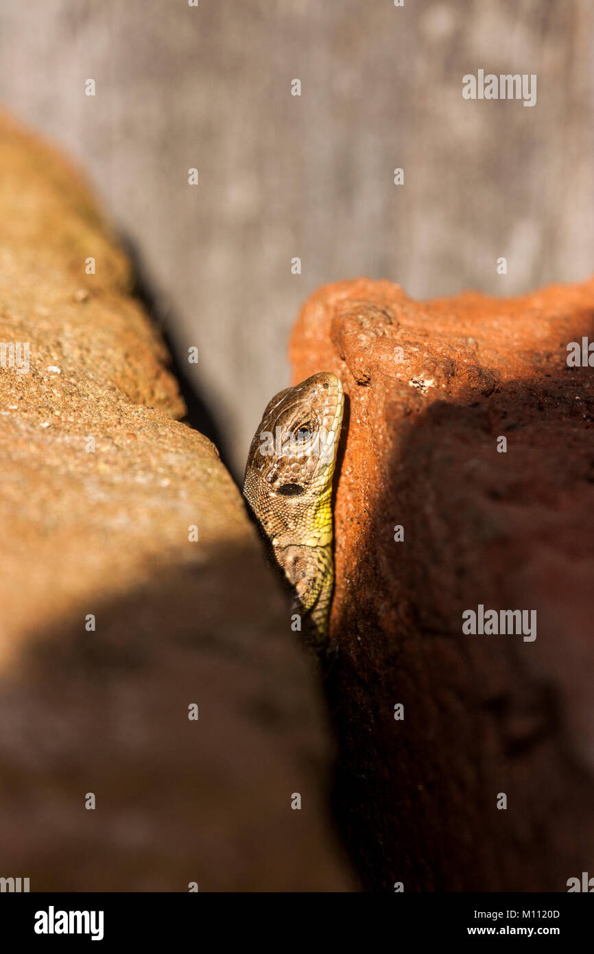 lizard Stock Photo