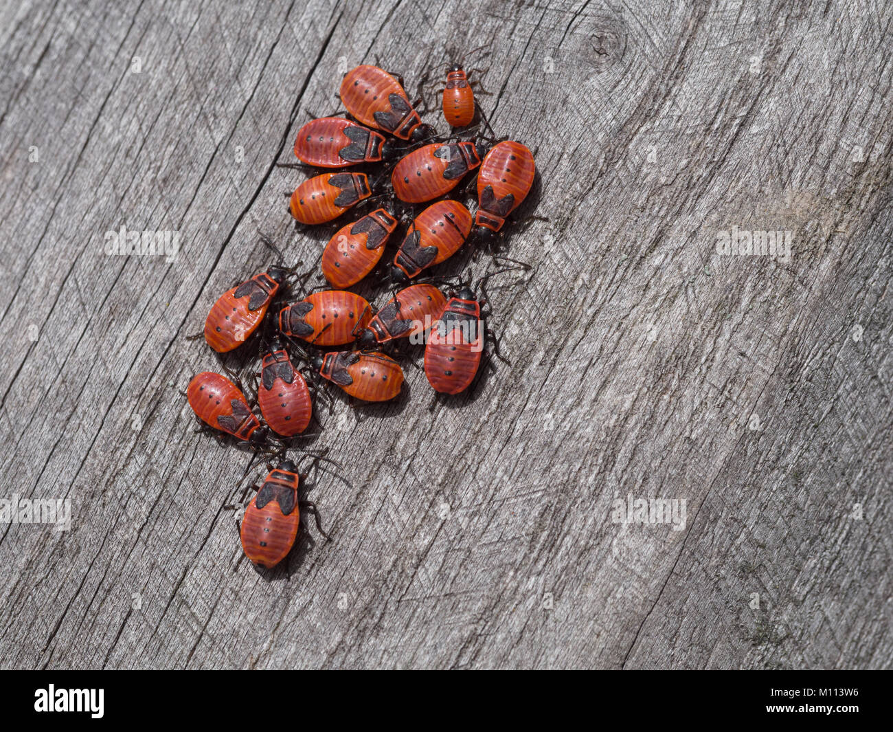 Firebug, Pyrrhocoris apterus Stock Photo