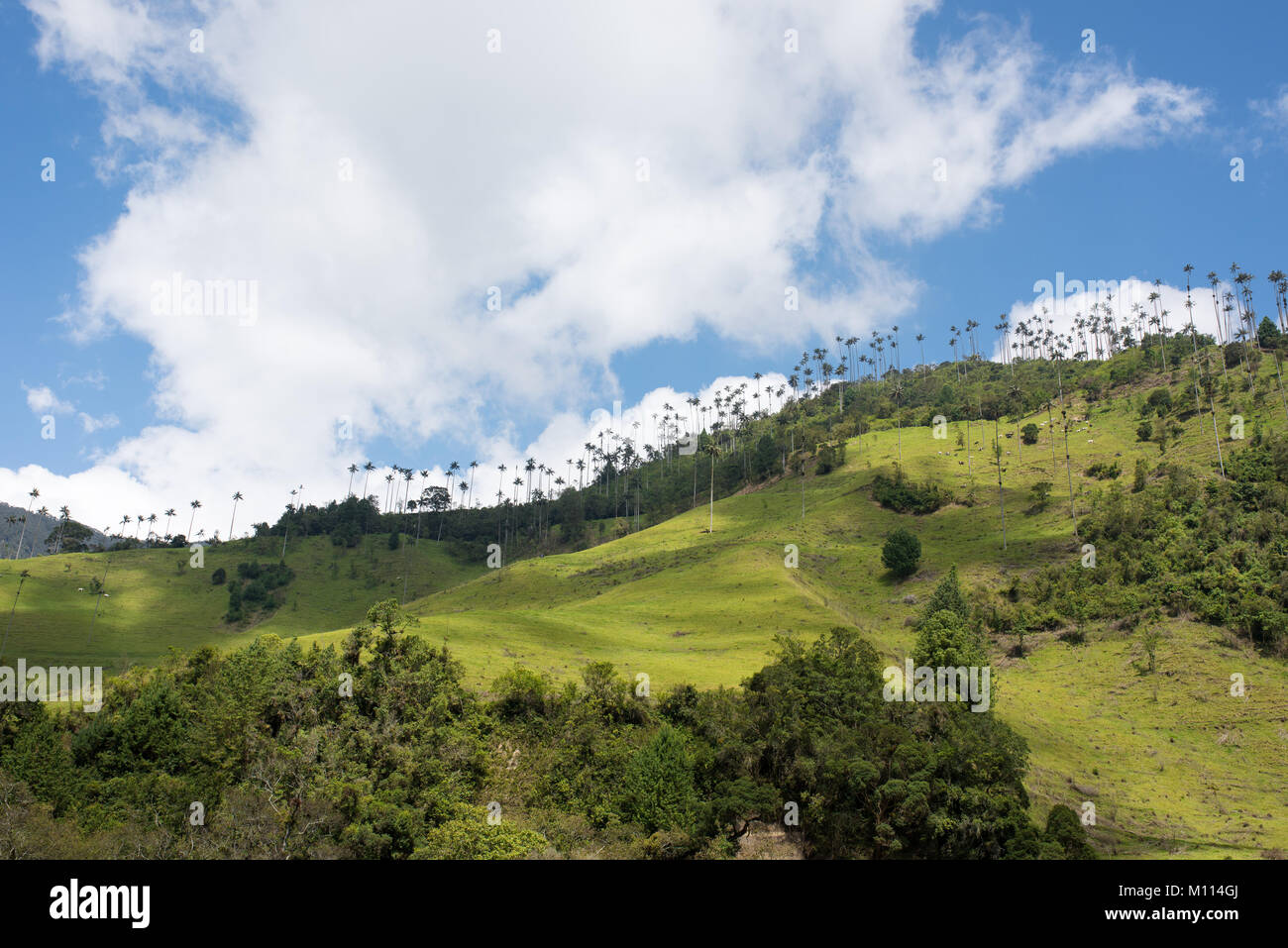 Cocora valley near Salento with enchanting landscape of pines and eucalyptus towered over by the famous giant wax palms, clear blue sky, Colombia Stock Photo