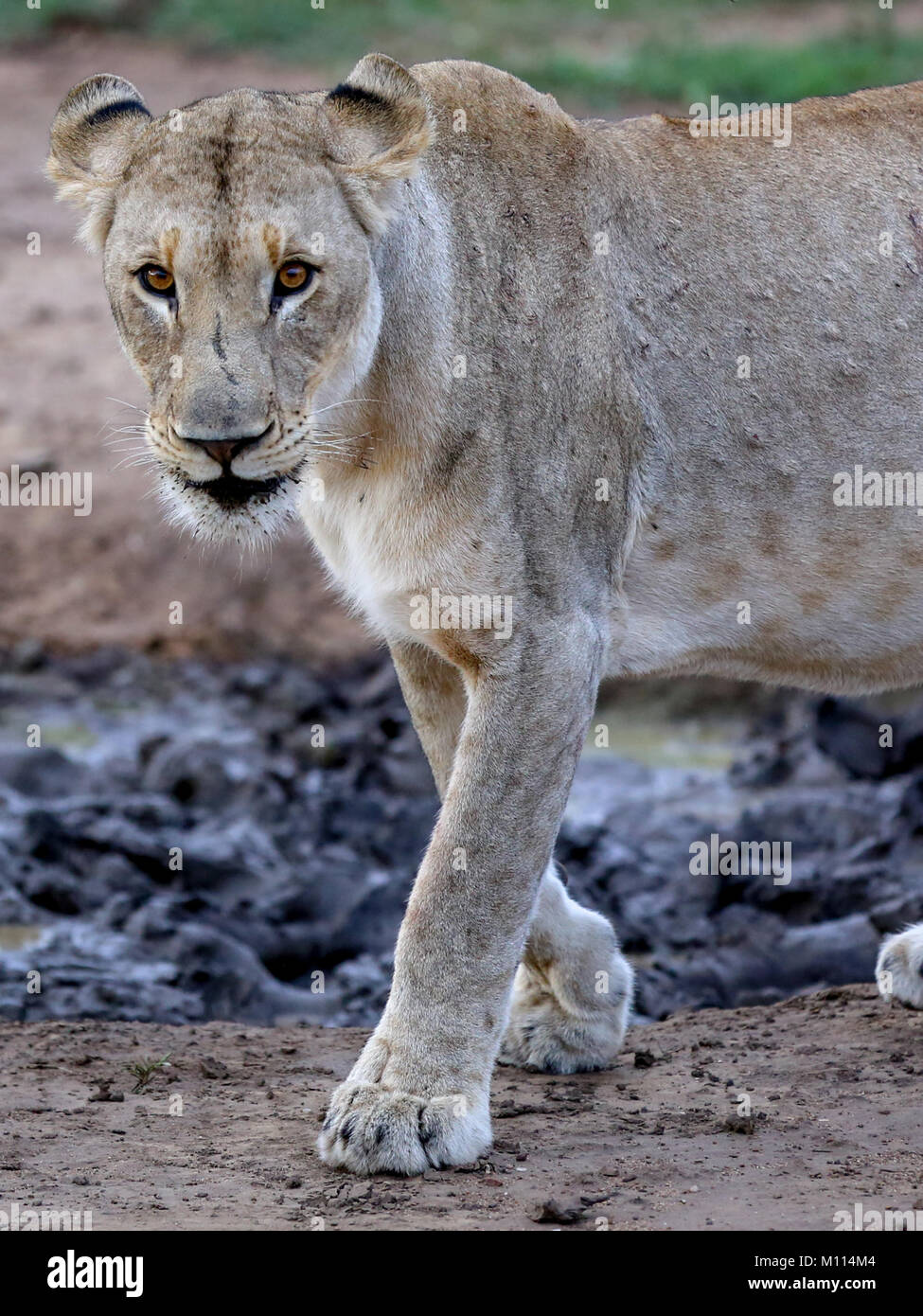 Adult lioness portrait prowling around dried up muddy watering hole Stock Photo