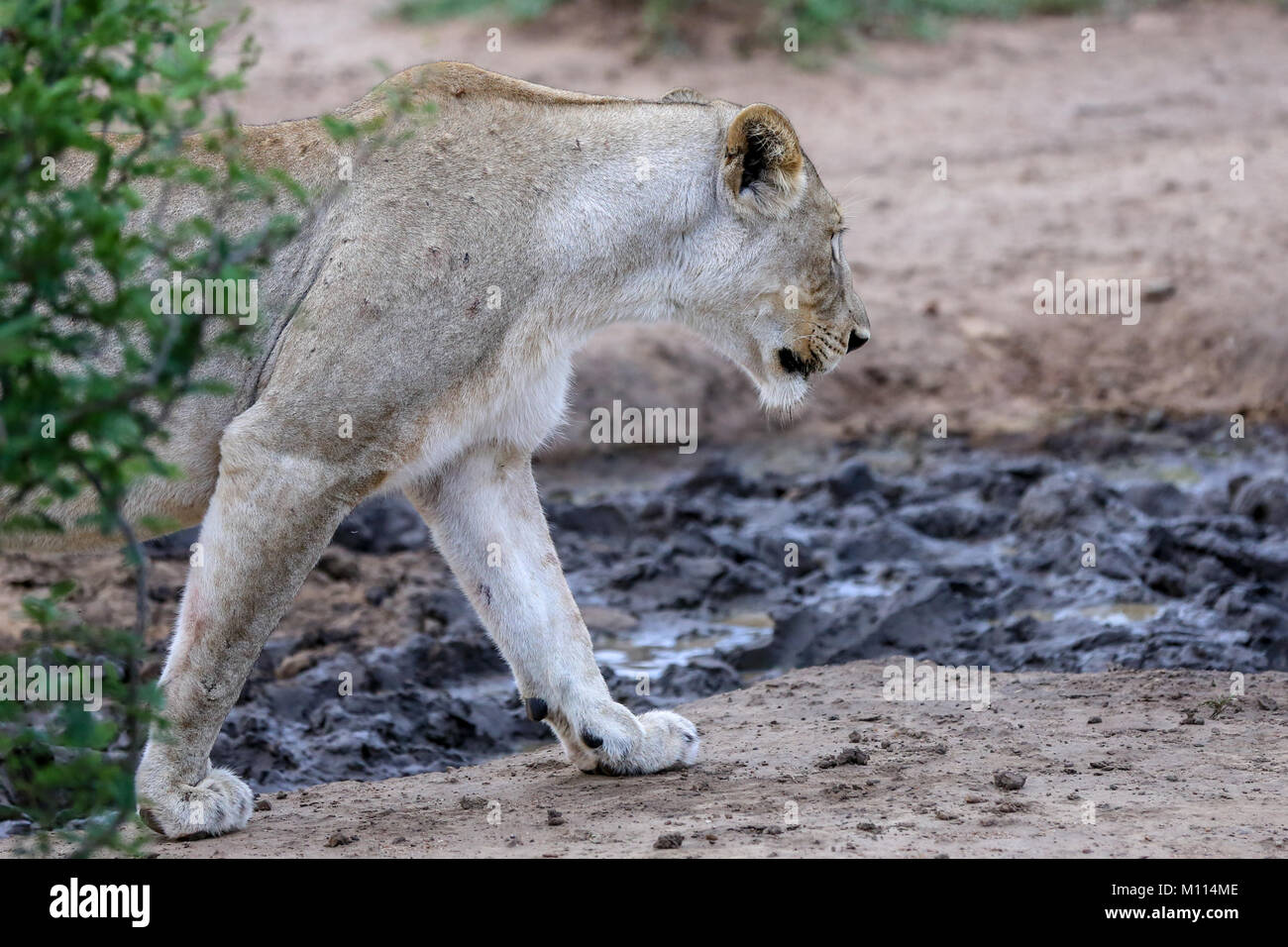 Adult lioness prowling around dried up muddy watering hole Stock Photo