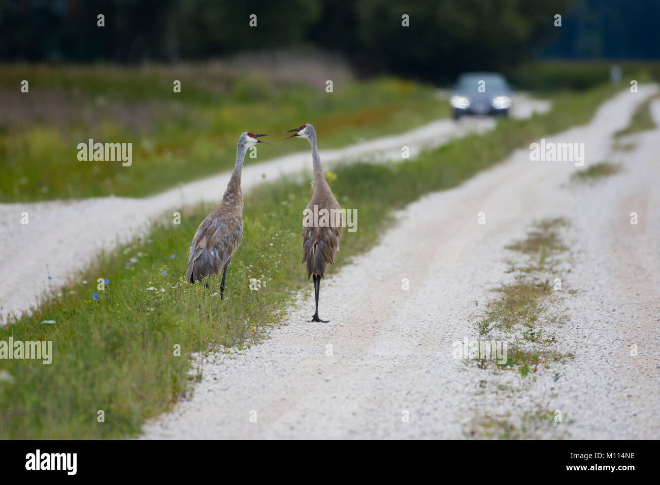 What do we do now? Sand Hill Cranes having a conversation on a gravel road in Wisconsin Stock Photo
