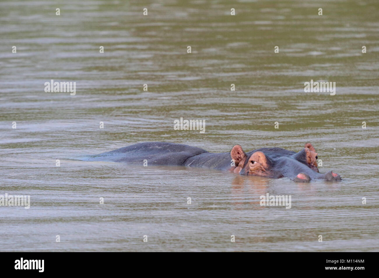 Hippo wallowing in lake in the rain. Head and body just above water. Stock Photo