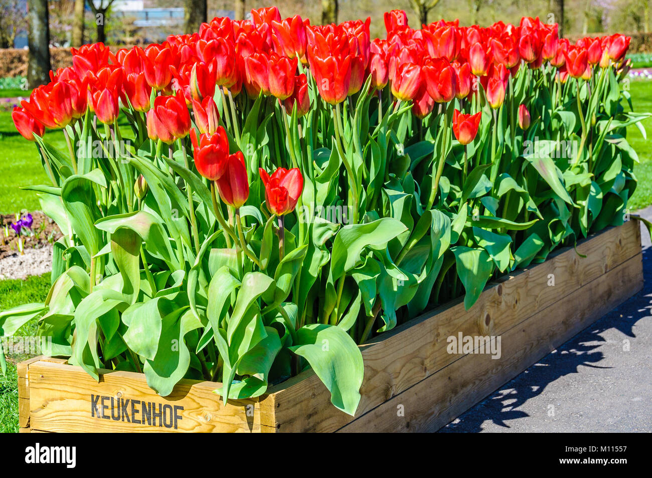 Red tulips in Keukenhof Garden near Amsterdam, Holland Stock Photo - Alamy
