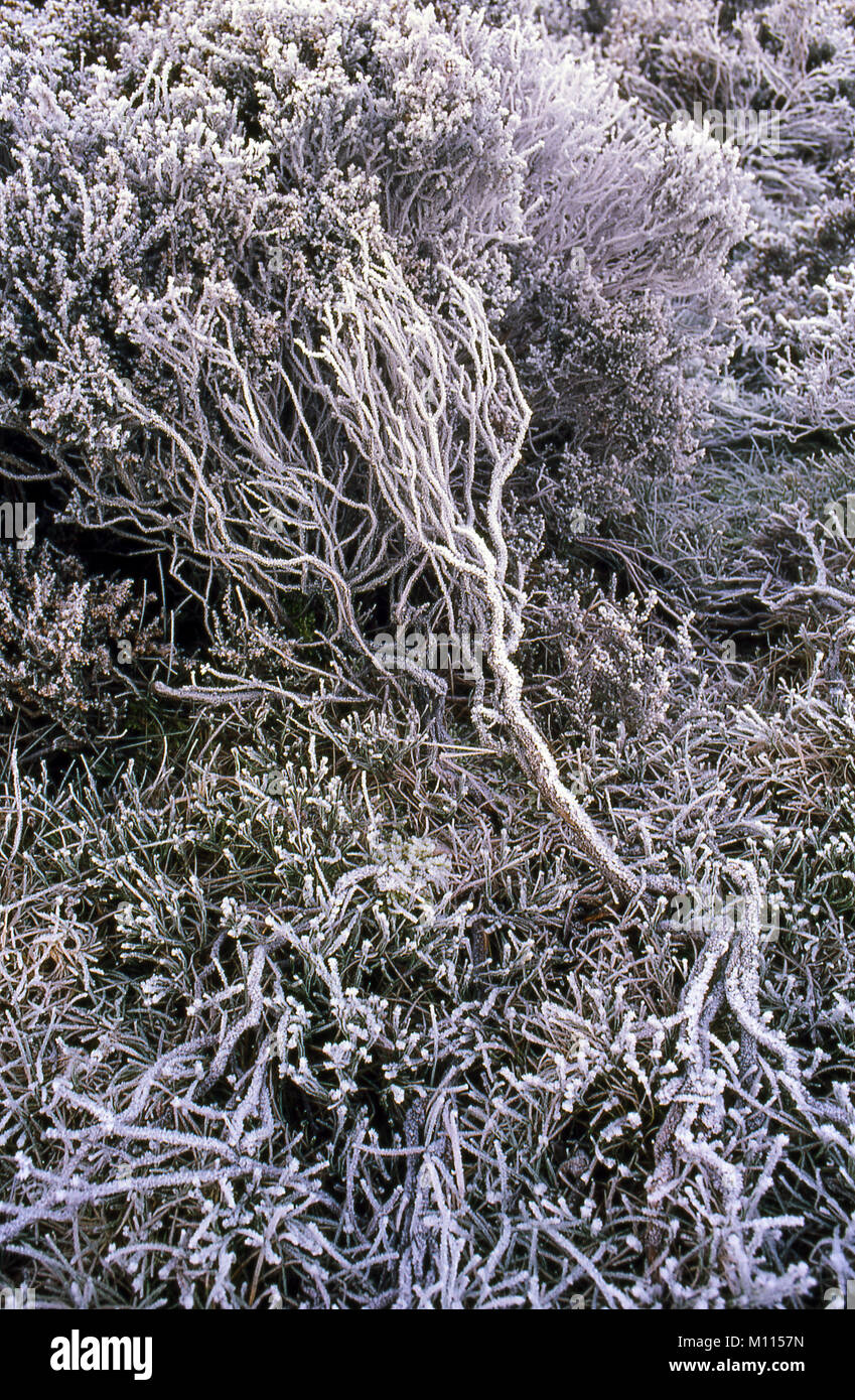Frost covered heather in winter Stock Photo