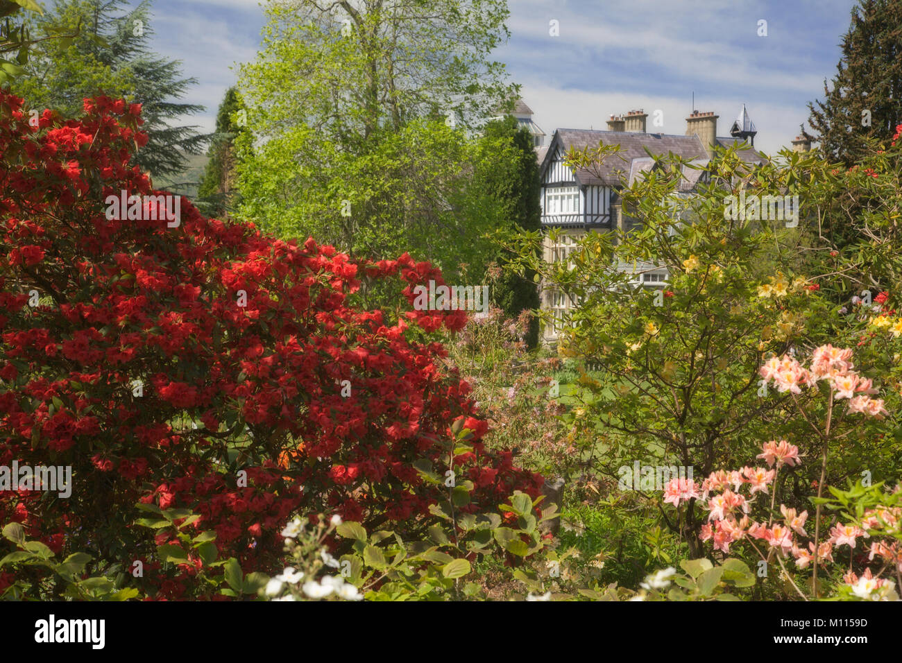 Old house surrounded by colourful garden flowers at Bodnant, Wales Stock Photo