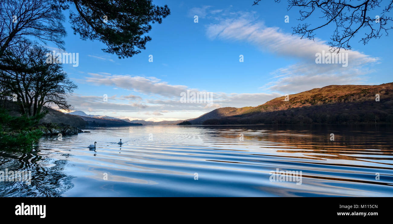Swans glinding down a serene looking Coniston Water with light reflecting off the ripples caused by a passing boat. Stock Photo