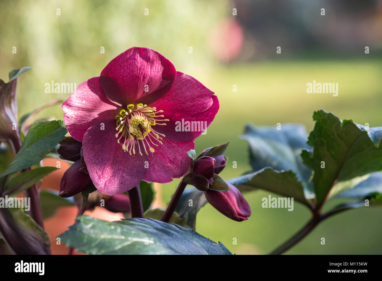 Helleborus hybridus. Hellebore ‘Ice n Roses’. Lenten Rose. UK Stock Photo
