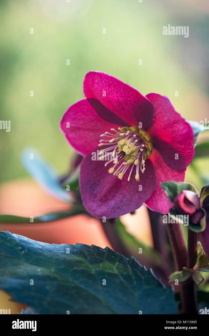 Helleborus hybridus. Hellebore ‘Ice n Roses’. Lenten Rose. UK Stock Photo