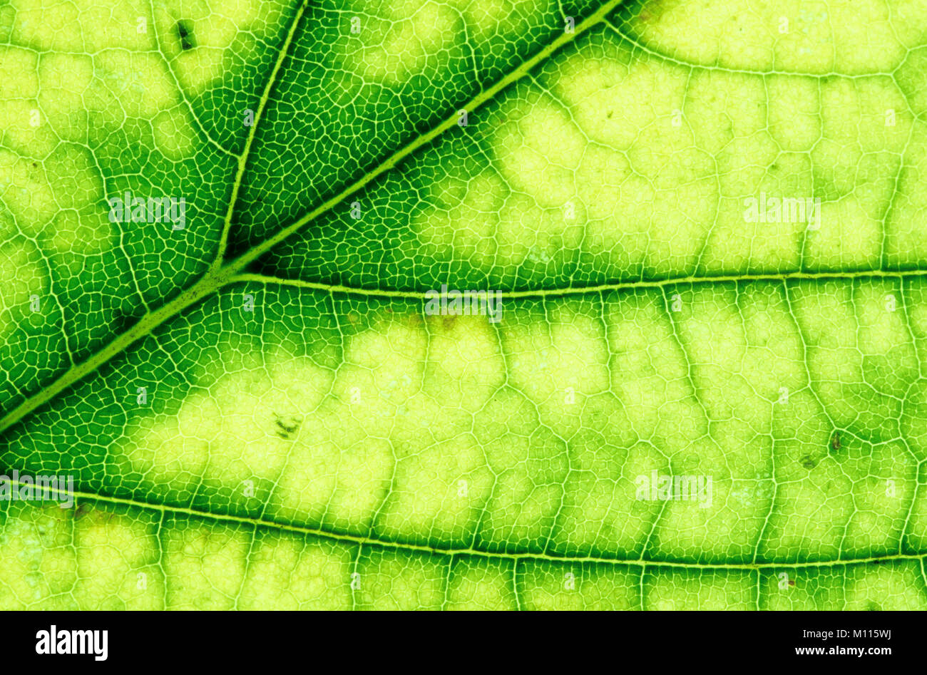 Norway Maple, leaf detail, North Rhine-Westphalia, Germany / (Acer platanoides) | Spitzahorn, Blattdetail, Nordrhein-Westfalen, Deutschland Stock Photo