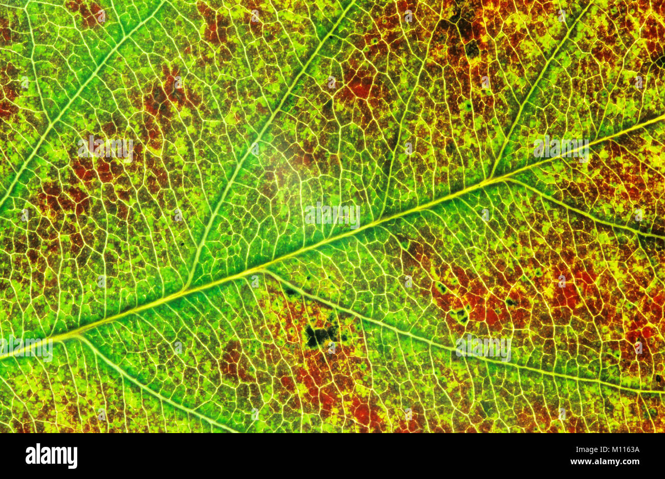 Snowy Mespilus, leaf detail in autumn / (Amelanchier lamarckii) | Kupfer-Felsenbirne, Blattdetail im Herbst / (Amelanchier lamarckii) Stock Photo