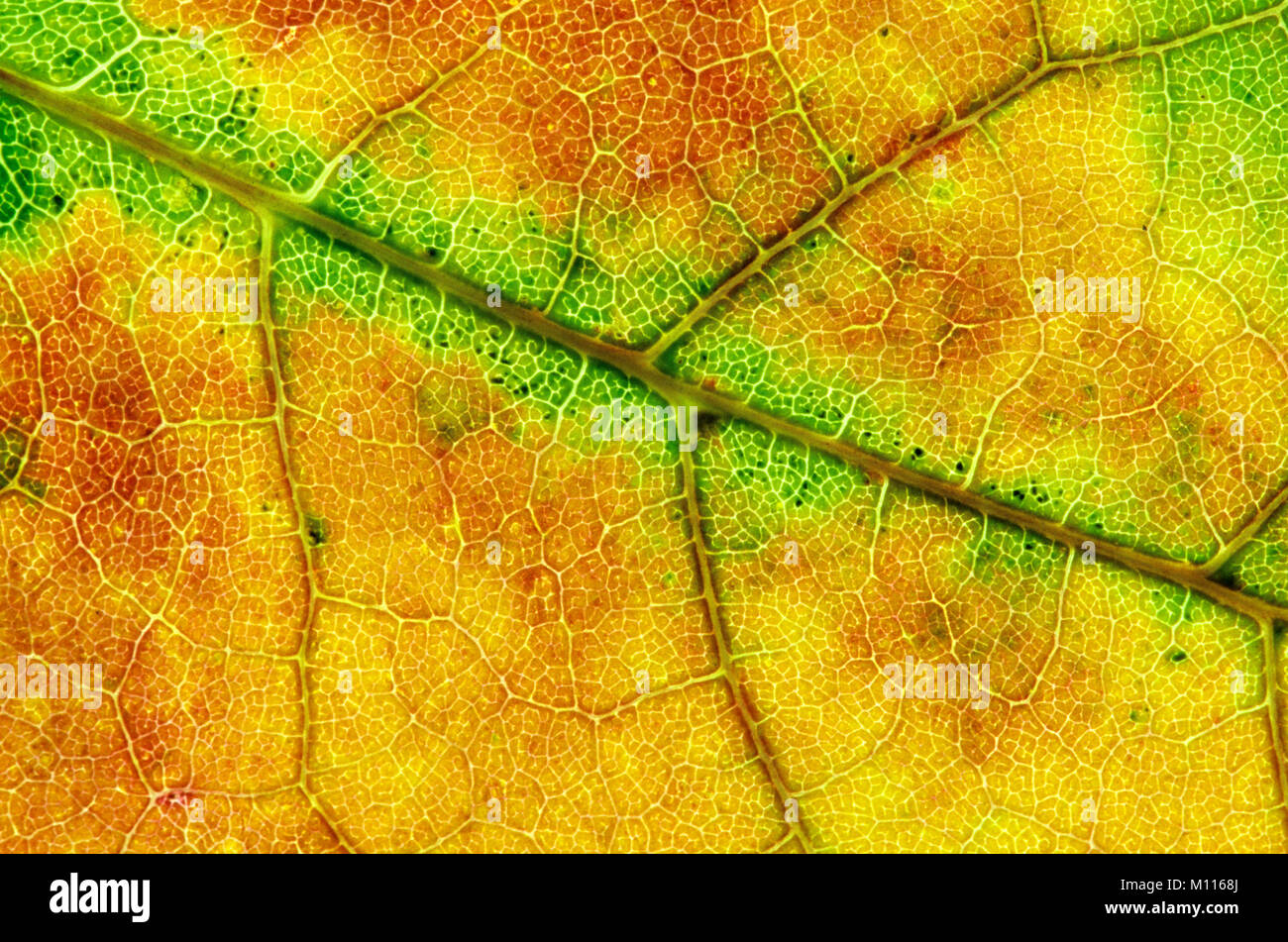 Maple, leaf detail in autumn / (Acer spec.) | Ahorn, Blattdetail im Herbst / (Acer spec.) Stock Photo