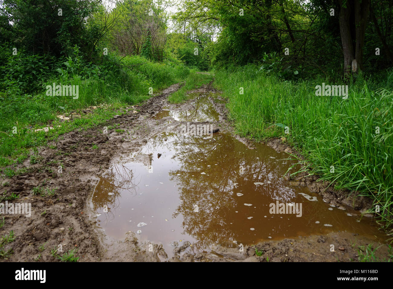 Wet dirt road in the forest Stock Photo Alamy
