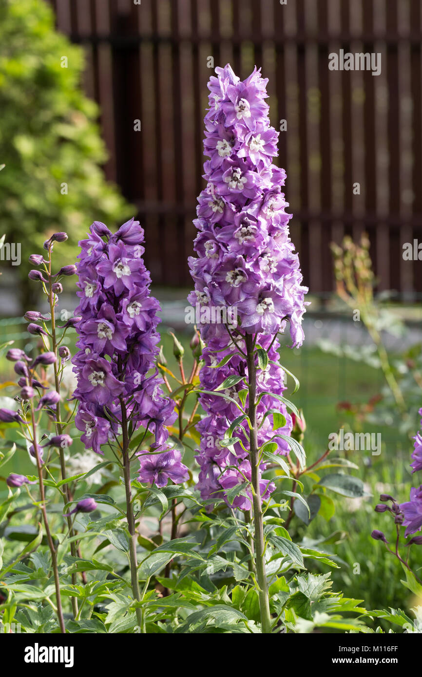 Purple Delphinium Flower in Garden Stock Photo - Alamy