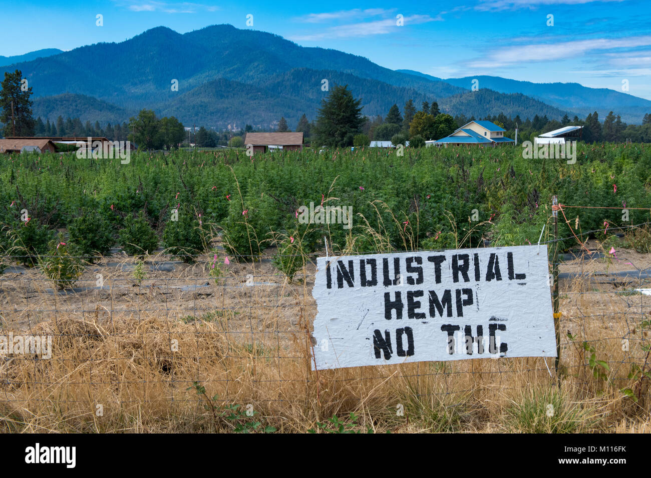 Hemp farming near Ashland, Oregon Stock Photo Alamy