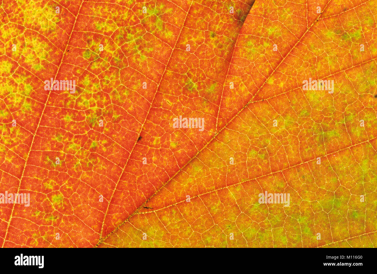 American Sweetgum, leaf detail in autumn / (Liquidambar styraciflua) | Amerikanischer Amberbaum, Blattdetail im Herbst / (Liquidambar styraciflua) Stock Photo