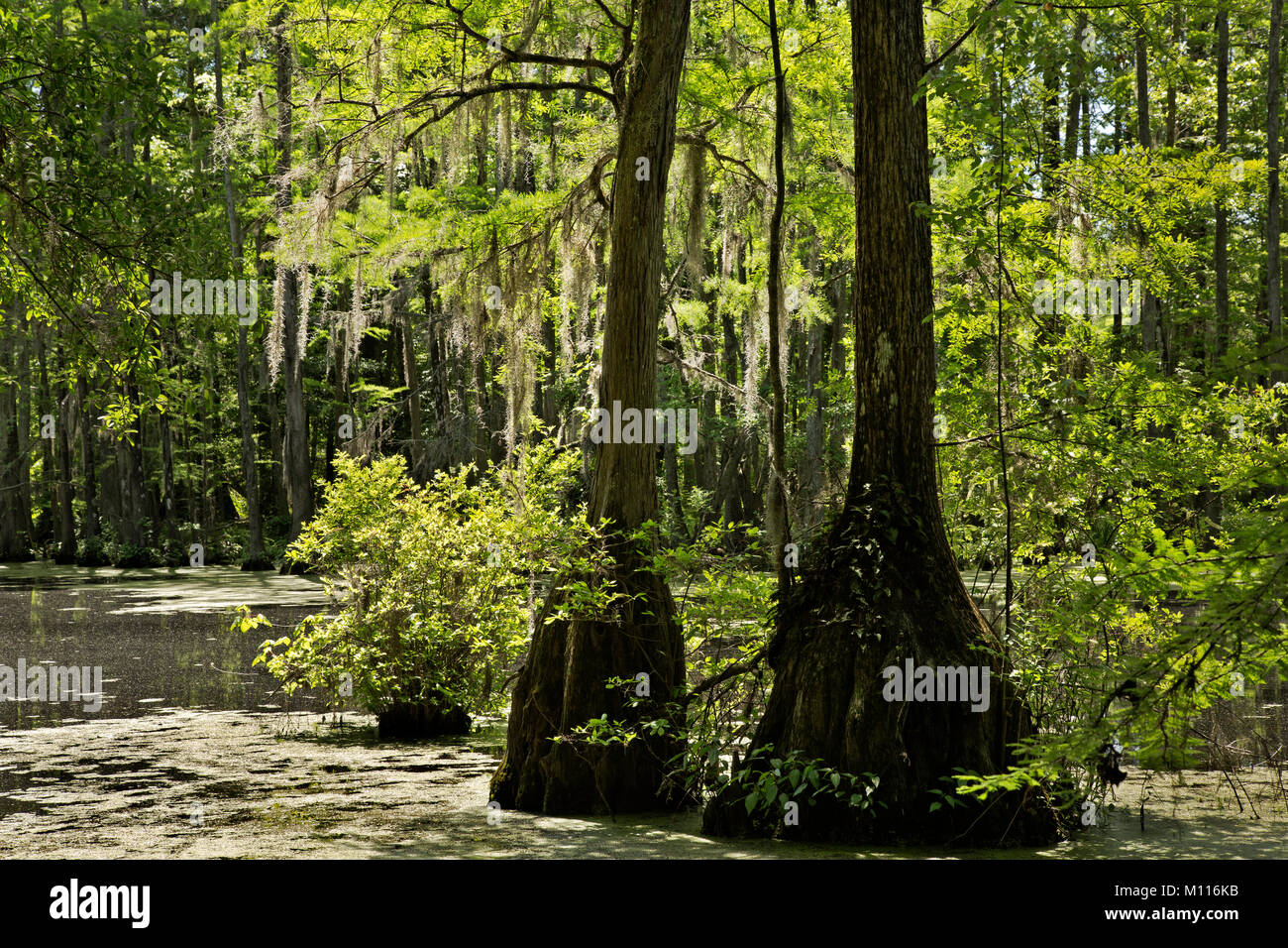 NC01442-00...NORTH CAROLINA - Spanish moss hanging from bald cypress trees growing in Merchant Millpond State Park. Stock Photo