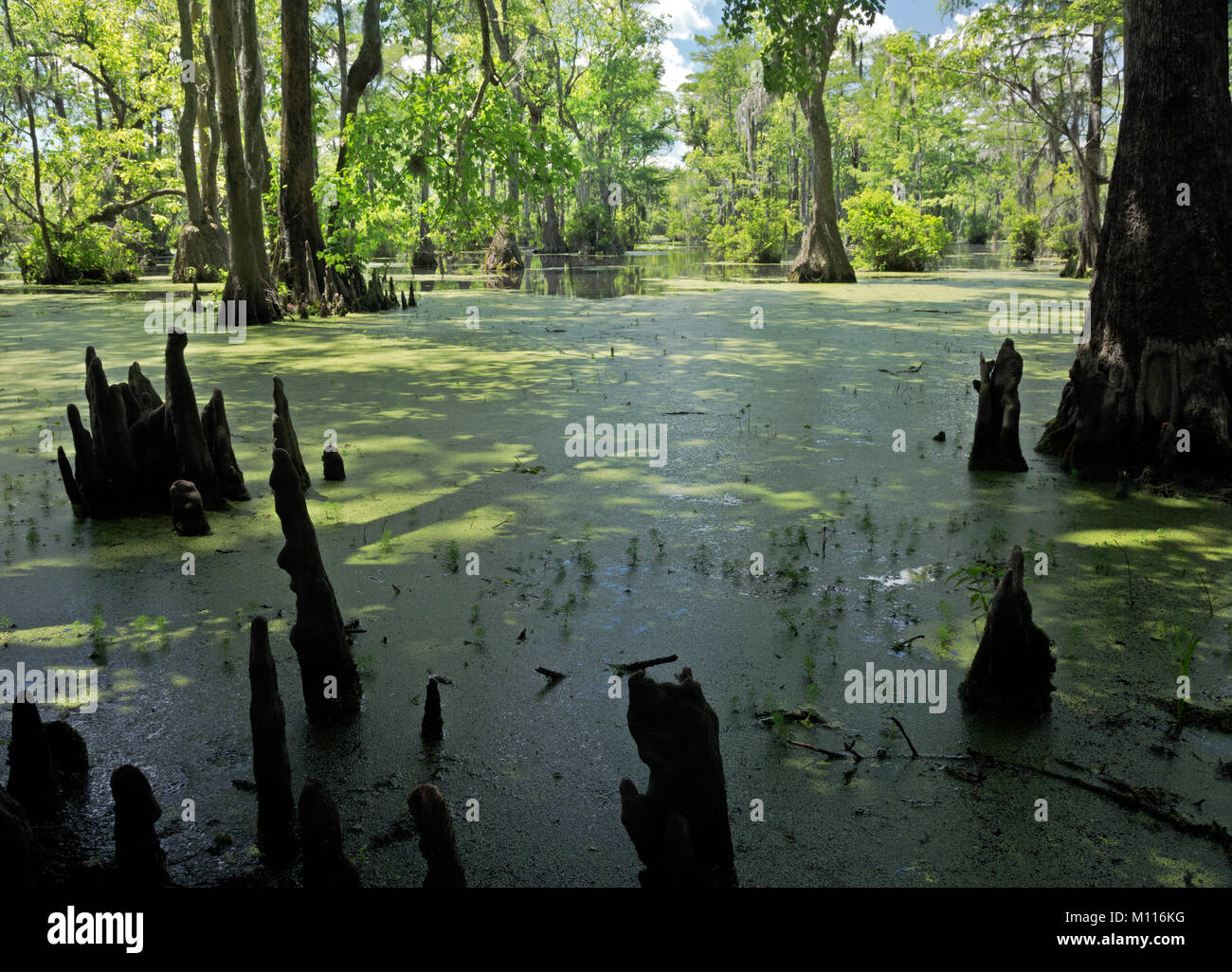 NC01443-00...NORTH CAROLINA - Cyress knees sticking through the duckweed in the still waters of Merchant Millpond in Merchant Millpond State Park. Stock Photo