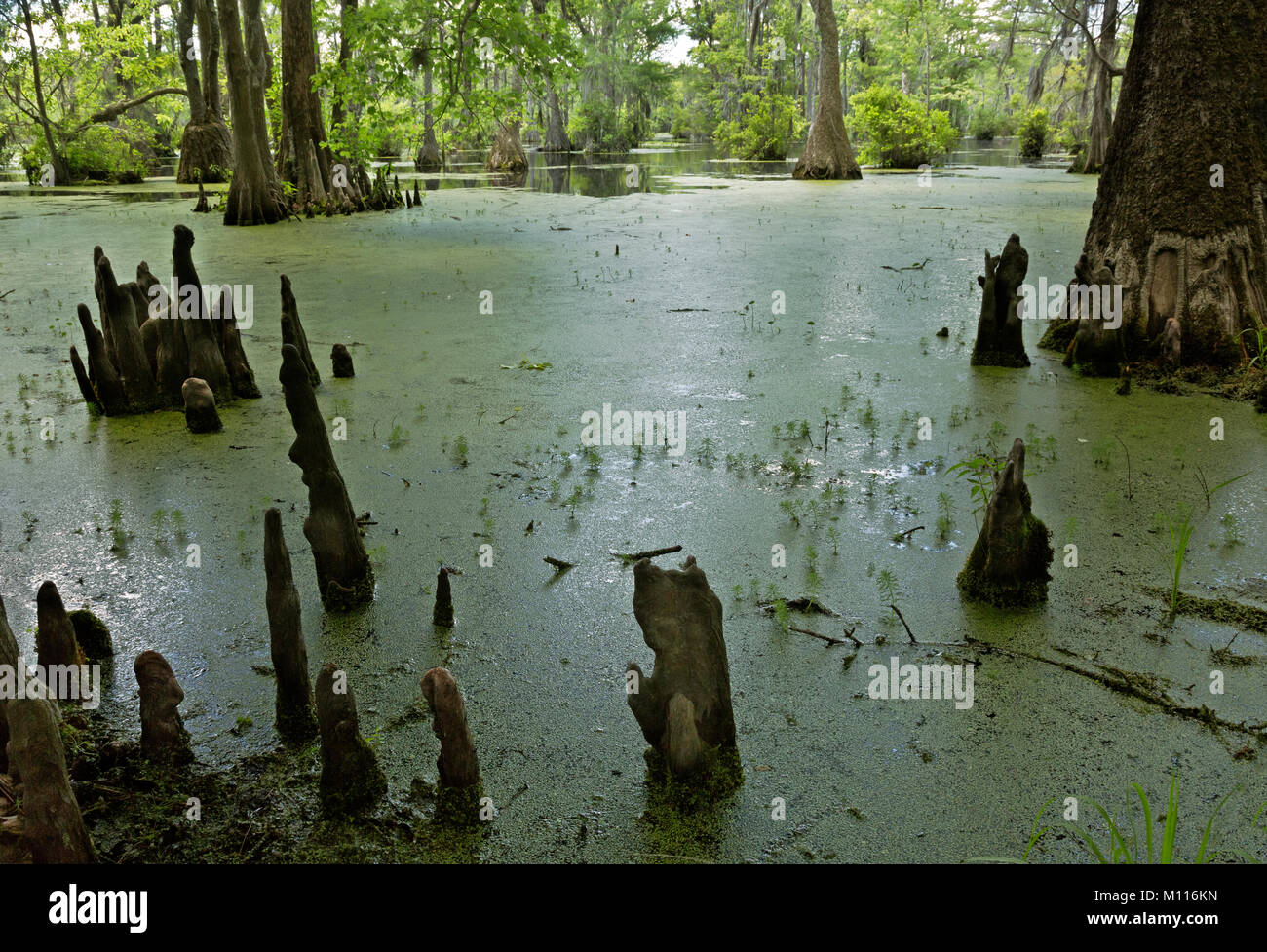 NC01444-00...NORTH CAROLINA - Cyress knees sticking through the duckweed in the still waters of Merchant Millpond in Merchant Millpond State Park. Stock Photo