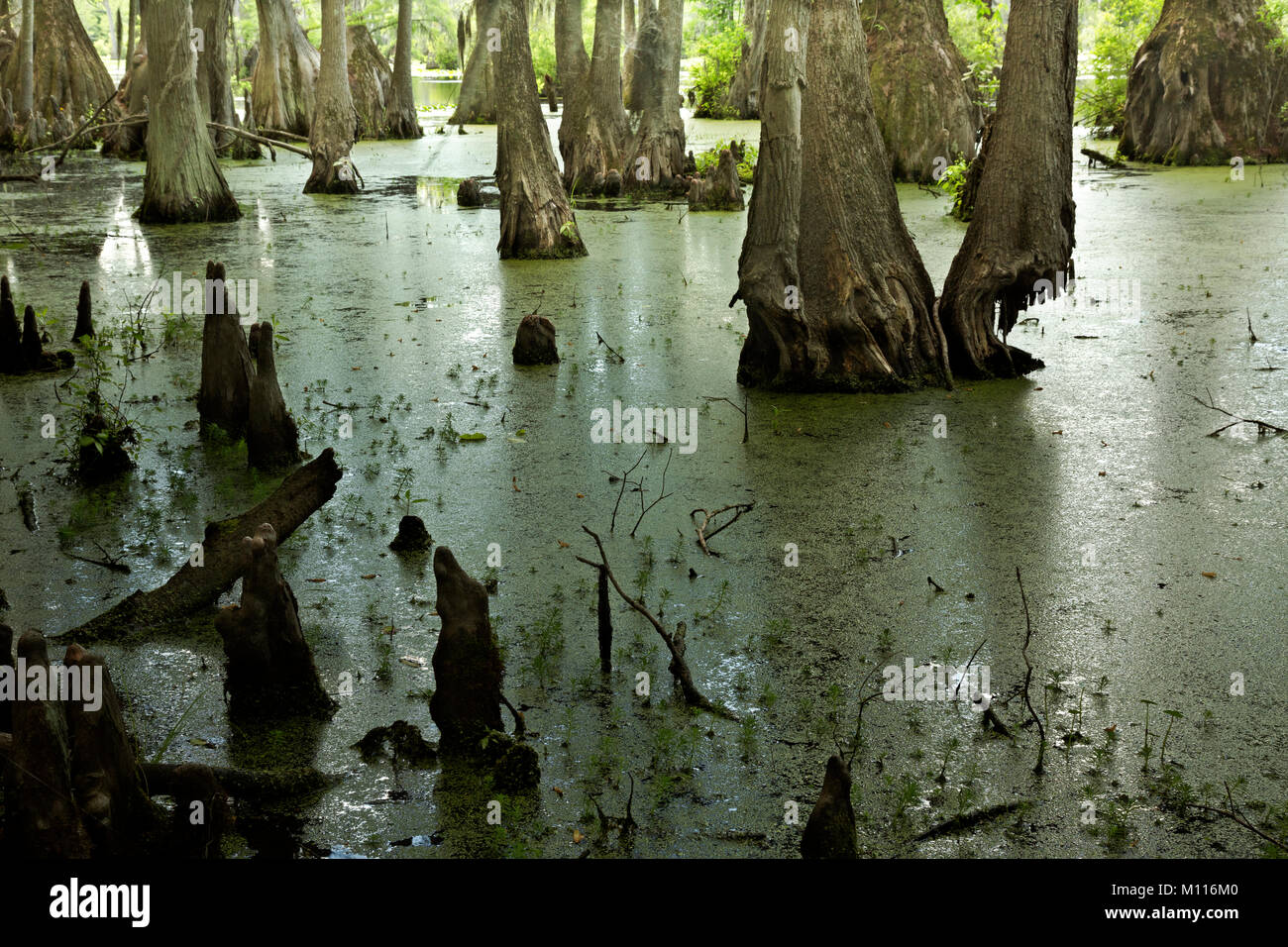 NC01445-00...NORTH CAROLINA - Cyress knees sticking through the duckweed  coating the still waters of Merchant Millpond in Merchant Millpond State Par Stock Photo