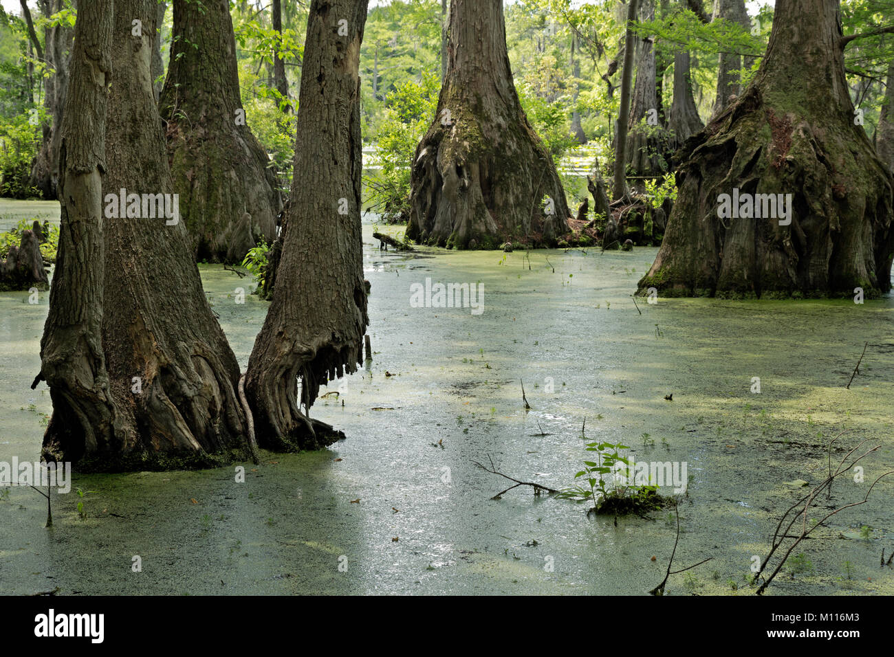 NC01446-00...NORTH CAROLINA - A cypress swamp and planty of duckweed in the still waters of Merchant Millpond in Merchant Millpond State Park. Stock Photo
