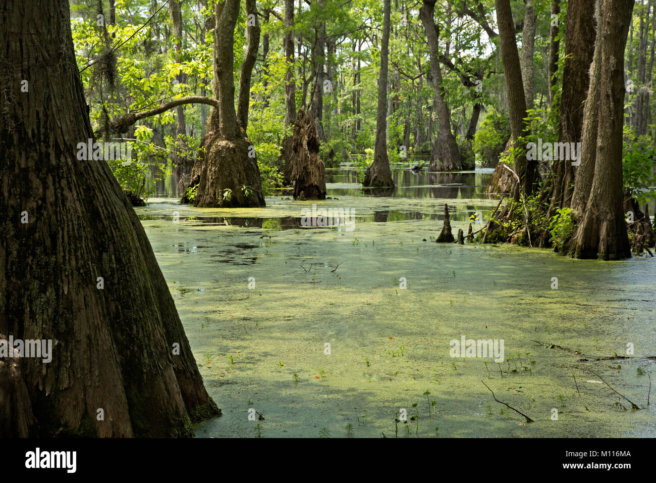 NC01447-00...NORTH CAROLINA - A cypress swamp and planty of duckweed reflecting in the still waters of Merchant Millpond in Merchant Millpond State Pa Stock Photo