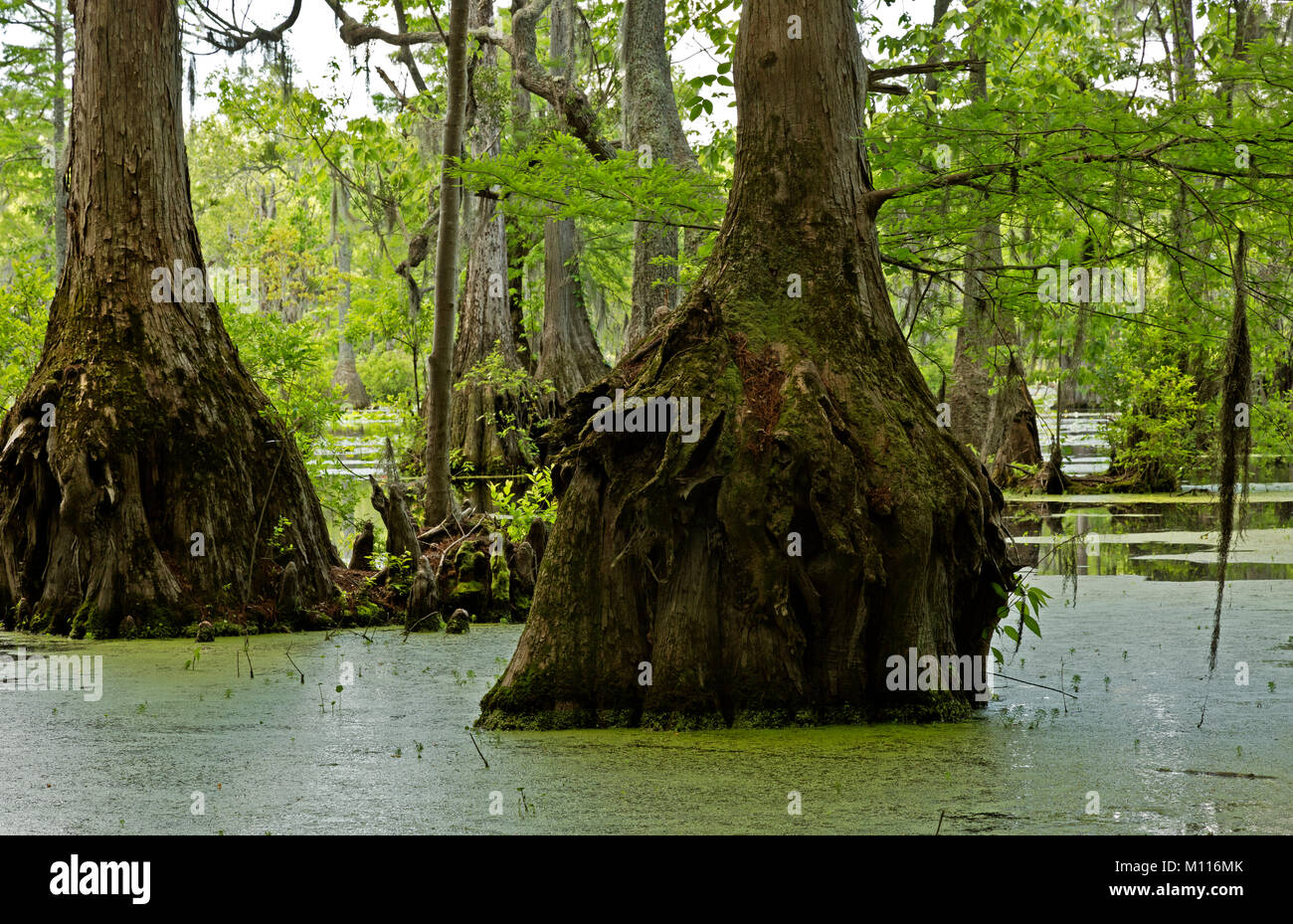 NC01448-00...NORTH CAROLINA - A cypress swamp and plenty of duckweed in the still waters of Merchant Millpond in Merchant Millpond State Park. Stock Photo