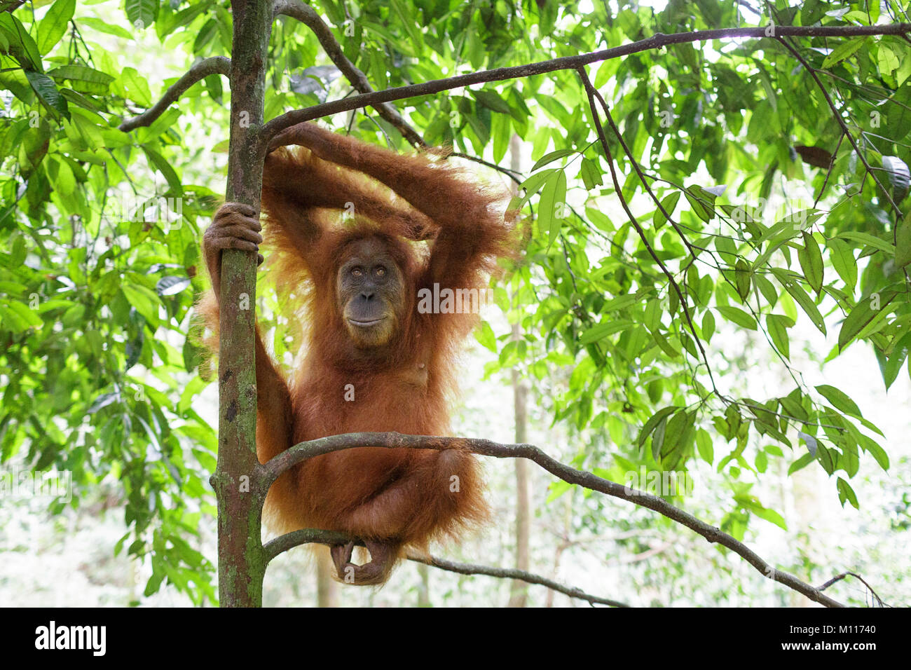 Adult female orangutan hanging from tree branches in Gunung Leuser National Park, Sumatra, Indonesia. Stock Photo