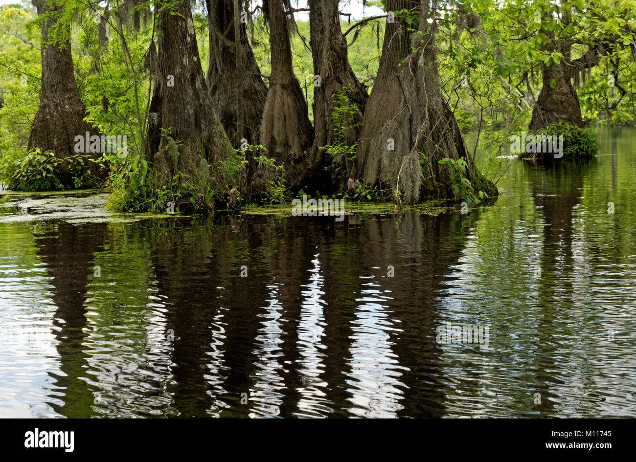 NC01454--00...NORTH CAROLINA - A group trees rising out of the cypress swamp and reflecting in the still waters of Merchant Millpond in Merchant Millp Stock Photo