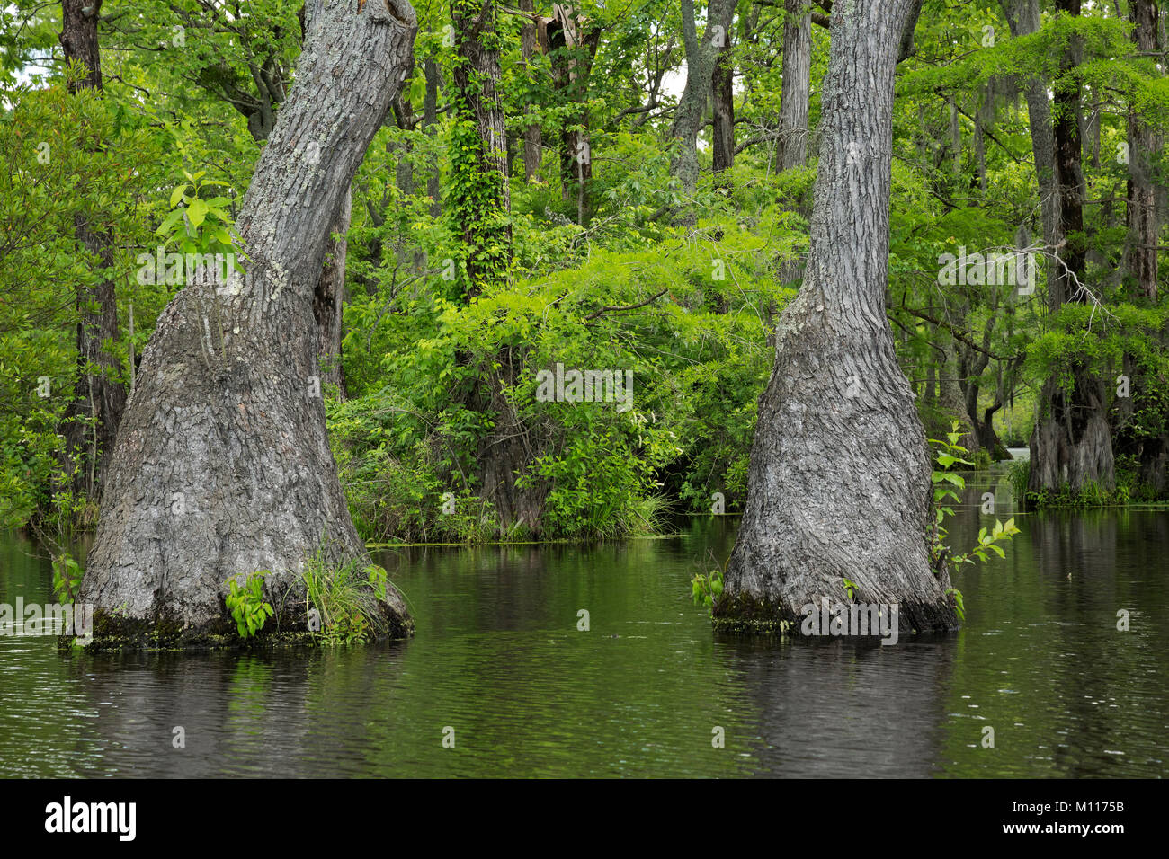 NC01456--00...NORTH CAROLINA - Graceful tupalo gum trees rising out of the cypress swamp and reflecting in the still waters of Merchant Millpond in Me Stock Photo