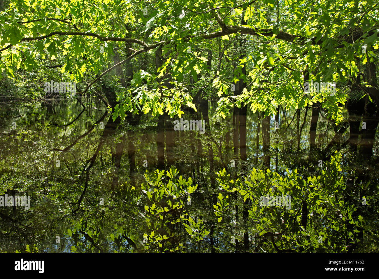 NC01457-00...NORTH CAROLINA - Beech trees reflecting in the still waters of Bennett Creek, part of Merchant Millpond State Park. Stock Photo