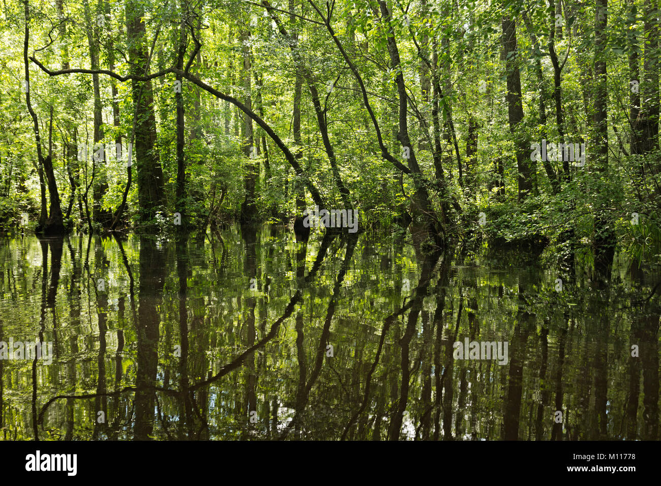 NC01458-00...NORTH CAROLINA - Trees reflecting in the still waters of Bennett Creek, part of Merchant Millpond State Park. Stock Photo