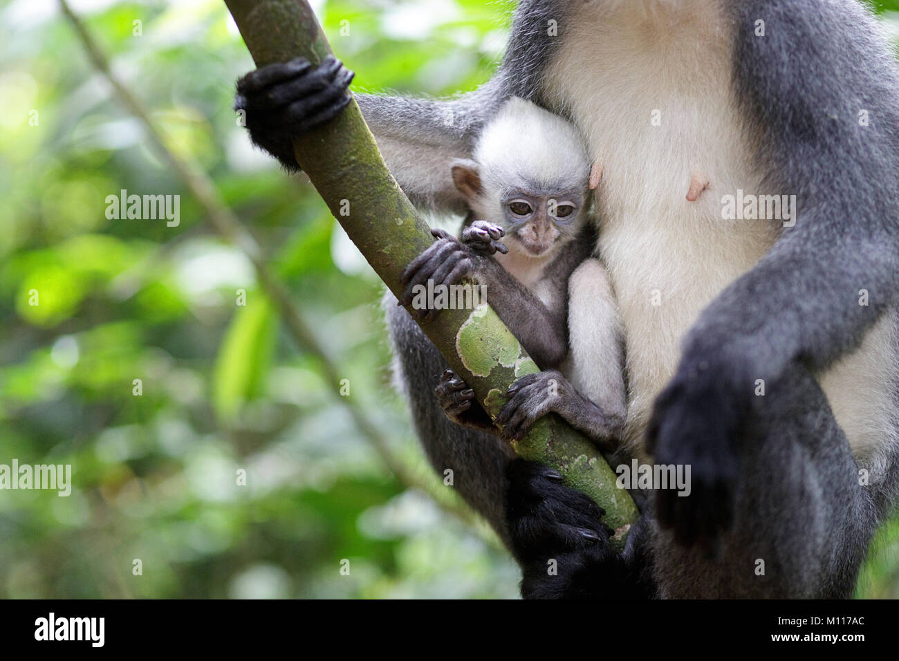 Female Thomas' langur (Presbytis thomasi), Thomas Leaf Monkey awith her baby in Gunung Leuser National Park, Sumatra, Indonesia. Stock Photo
