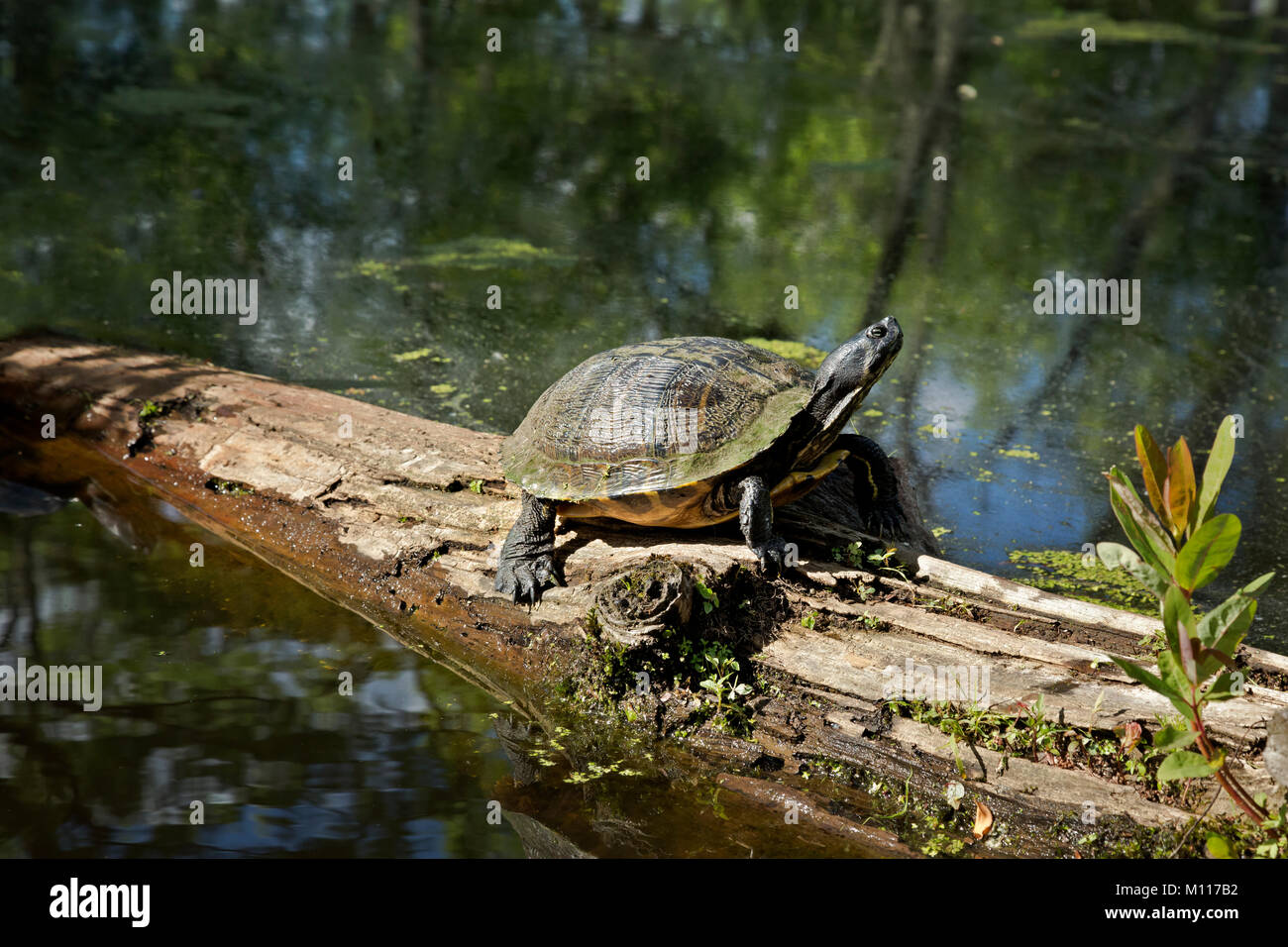 NC01463-00...NORTH CAROLINA -  Turtle, (Yellowbelly Slider (Trachemys scripta scripta)], on a log in Merchants Millpond State Park. Stock Photo