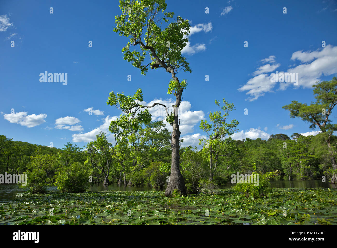NC01464-00...NORTH CAROLINA - Bald cypress and tupalo gum trees rising out of a mat of yellow cow lily at Merchant Millpond State Park. Stock Photo