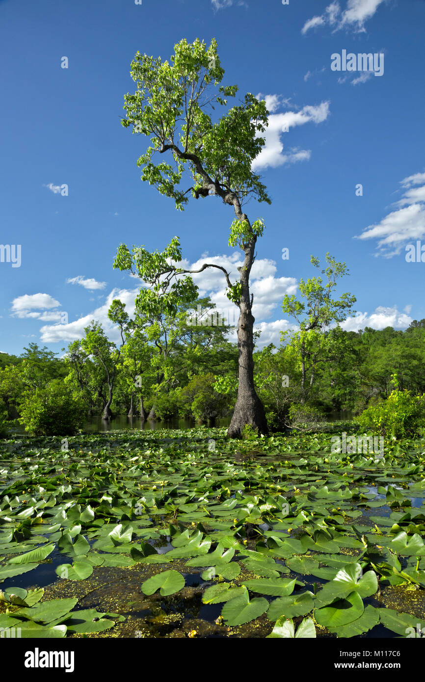 NC01465-00...NORTH CAROLINA - Bald cypress and tupalo gum trees rising out of a mat of yellow cow lily at Merchant Millpond State Park. Stock Photo