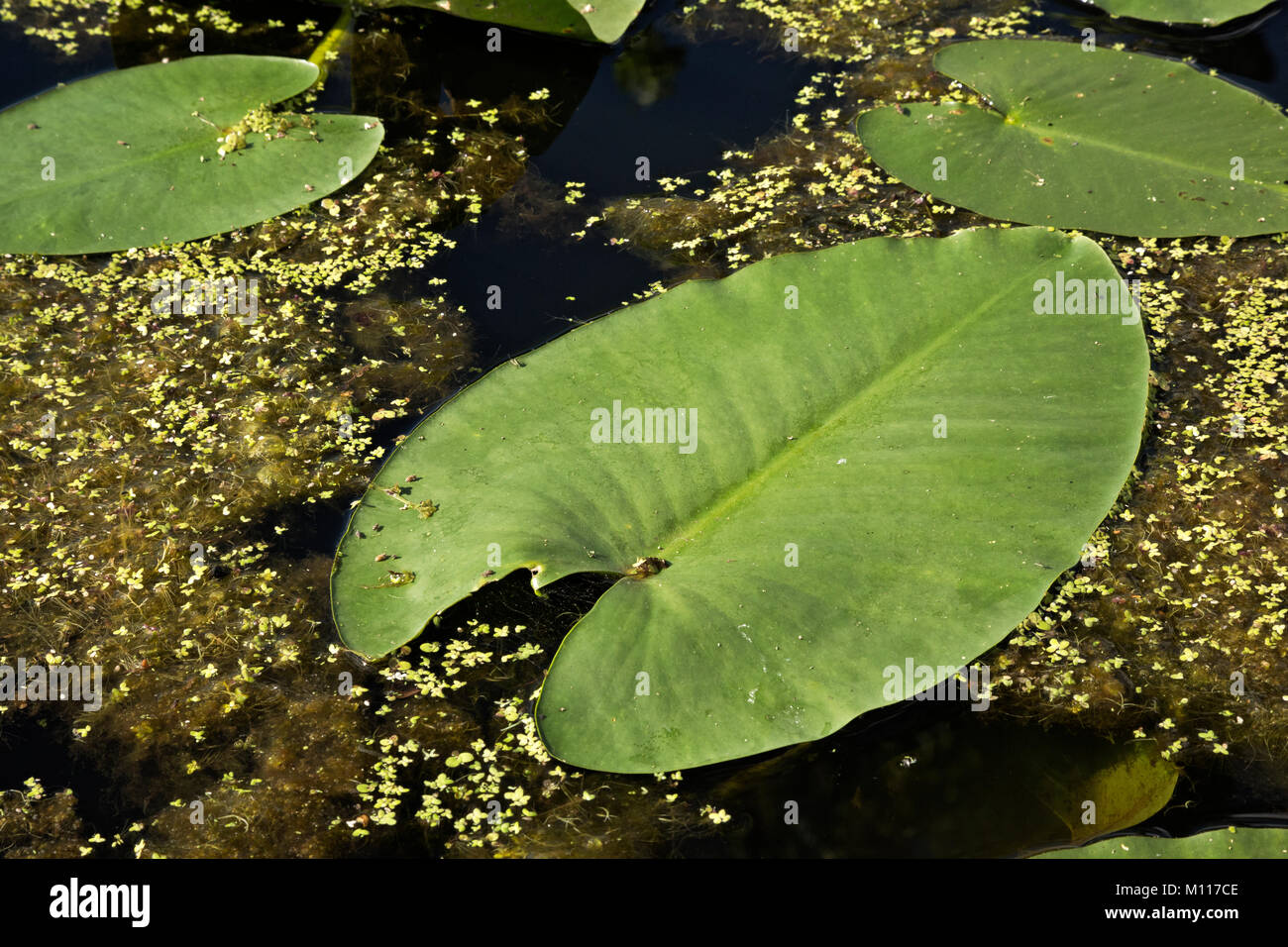 NC01466-00...NORTH CAROLINA -Leaves of the yellow cow lily in a mat of duckweed at Merchant Millpond State Park. Stock Photo