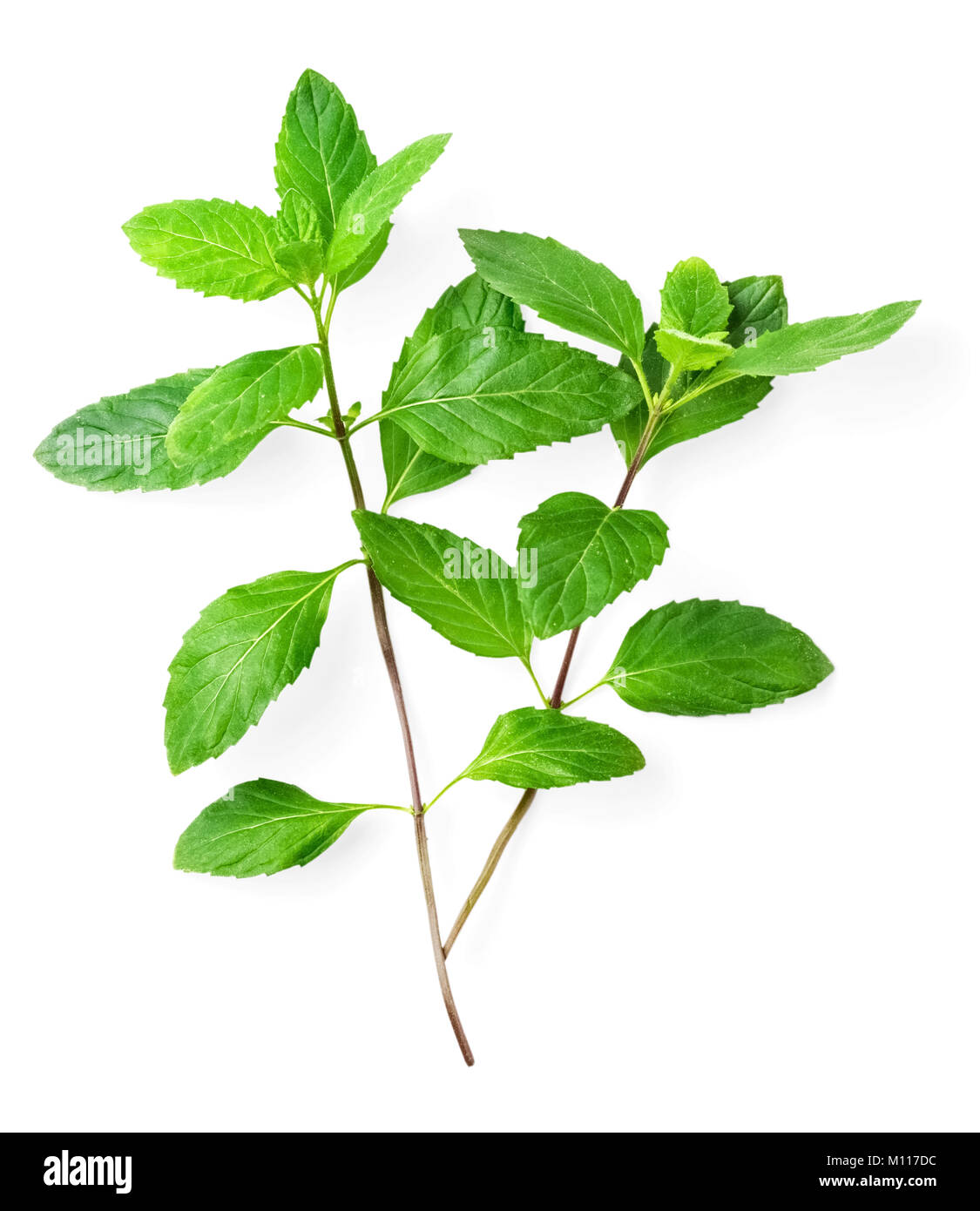 fresh spearmint leaves isolated on the white background Stock Photo