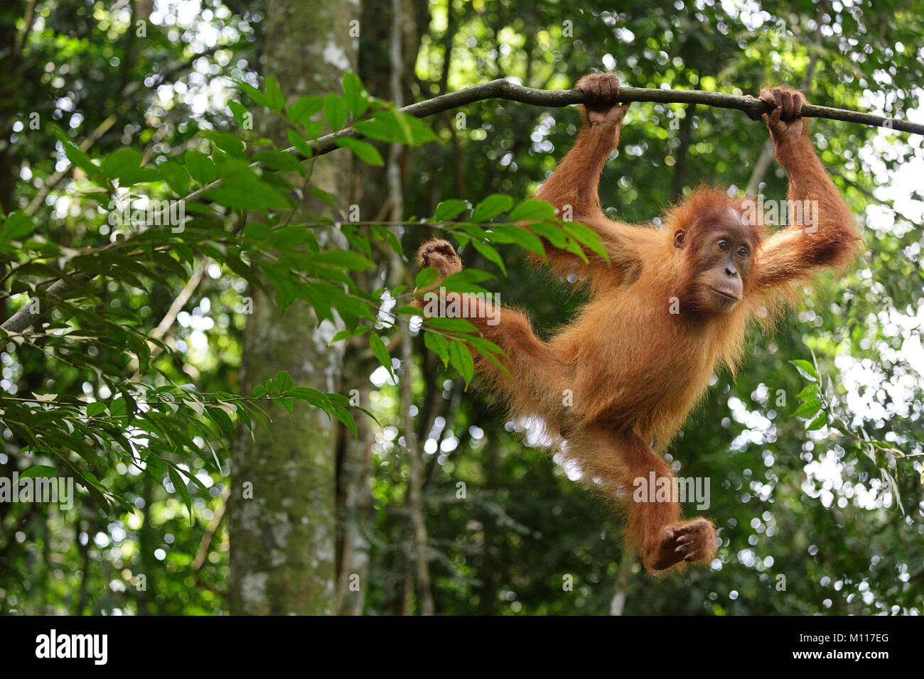 Baby orangutan plays in the rainforest of Gunung Leuser National Park ...